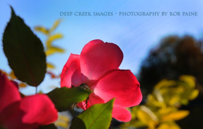  Photo by Rob Paine/Deep Creek Images/Copyright 2016