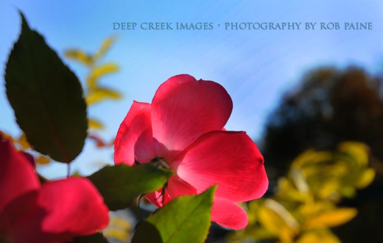  Photo by Rob Paine/Deep Creek Images/Copyright 2016