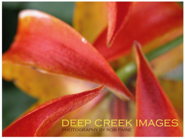  Photo by Rob Paine/Deep Creek Images/Copyright 2016