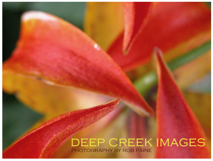  Photo by Rob Paine/Deep Creek Images/Copyright 2016