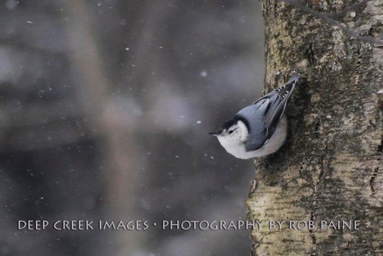 Photo by Rob Paine/Deep Creek Images/Copyright 2016