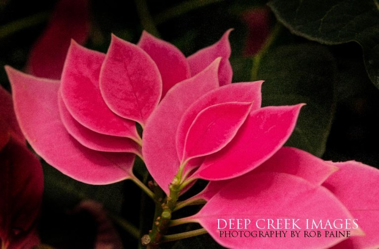  Photo by Rob Paine/Deep Creek Images/Copyright 2016