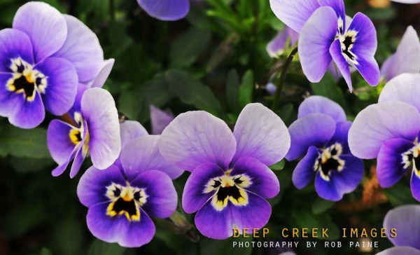 Photo by Rob Paine/Deep Creek Images/Copyright 2017