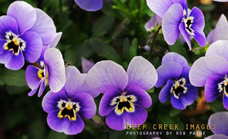  Photo by Rob Paine/Deep Creek Images/Copyright 2017