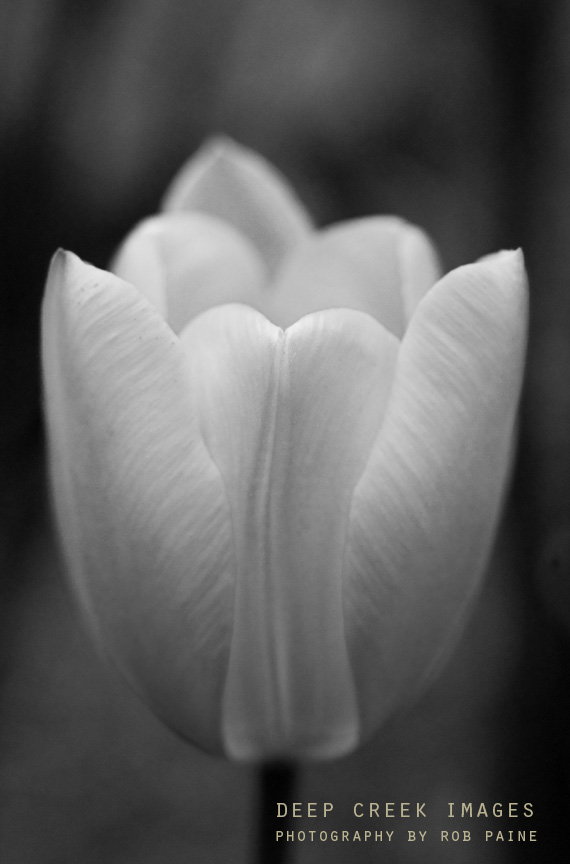 Photo by Rob Paine/Deep Creek Images/Copyright 2017