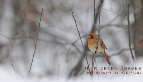 Photo by Rob Paine/Deep Creek Images/Copyright 2017