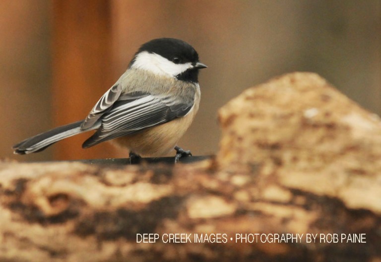  Photo by Rob Paine/Deep Creek Images/Copyright 2017