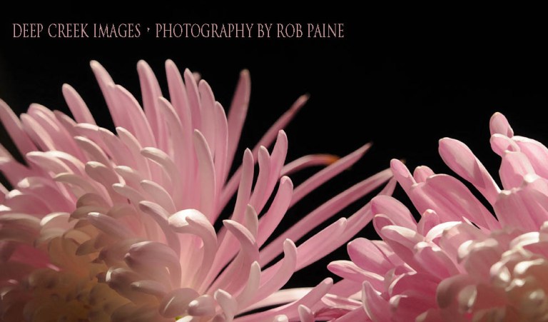 Photo by Rob Paine/Deep Creek Images/Copyright 2017