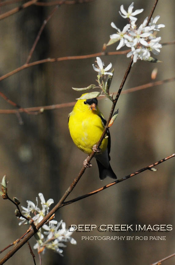 Photo by Rob Paine/Deep Creek Images/Copyright 2017