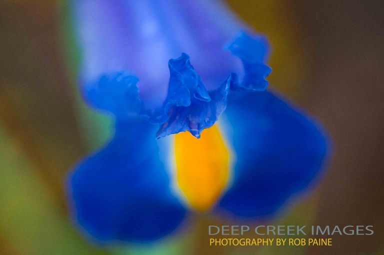  Photo by Rob Paine/Deep Creek Images/Copyright 2017