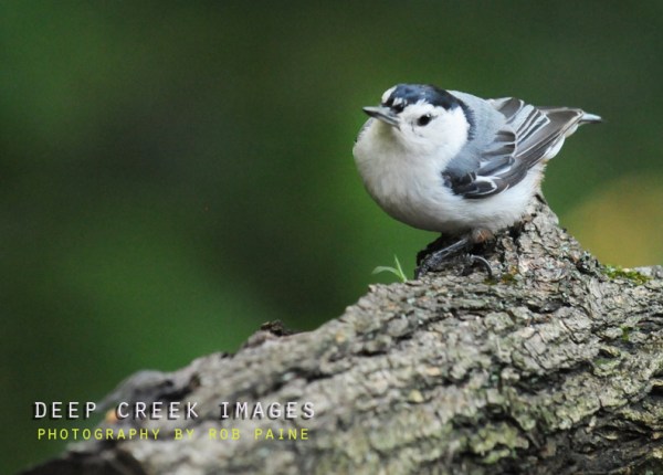  Photo by Rob Paine/Deep Creek Images/Copyright 2017