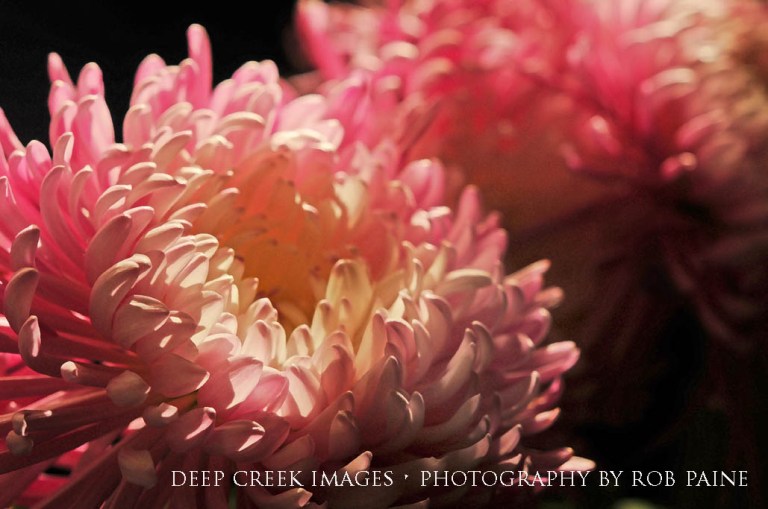 Photo by Rob Paine/Deep Creek Images/Copyright 2017