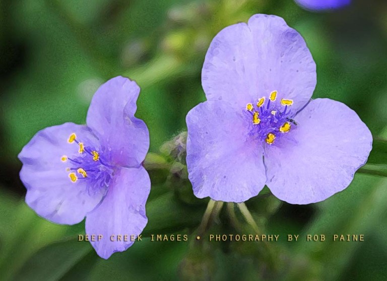   Photo by Rob Paine/Deep Creek Images/Copyright 2017