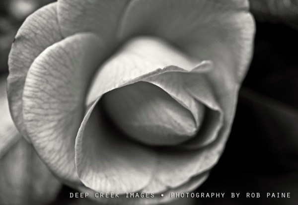 Photo by Rob Paine/Deep Creek Images/Copyright 2017