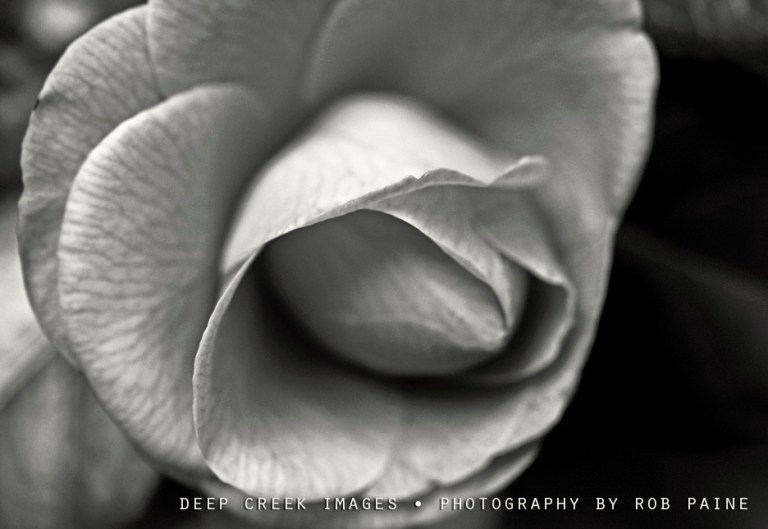 Photo by Rob Paine/Deep Creek Images/Copyright 2017