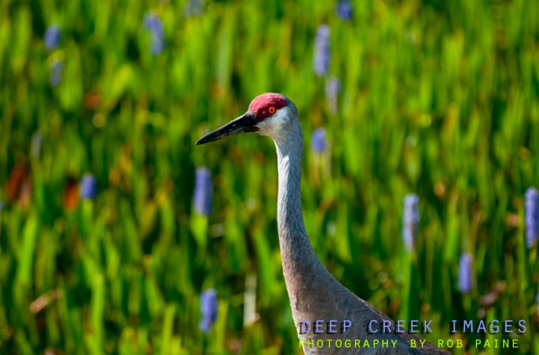   Photo by Rob Paine/Deep Creek Images/Copyright 2017