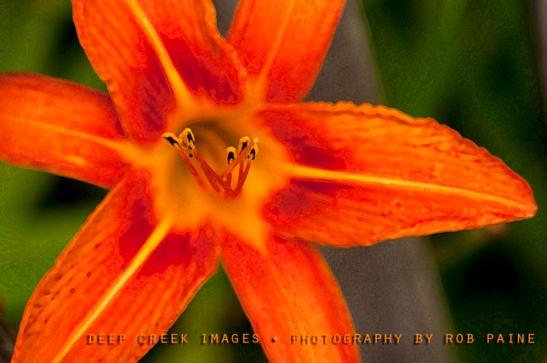 Photo by Rob Paine/Deep Creek Images/Copyright 2017