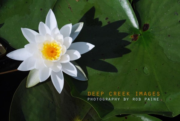  Photo by Rob Paine/Deep Creek Images/Copyright 2017