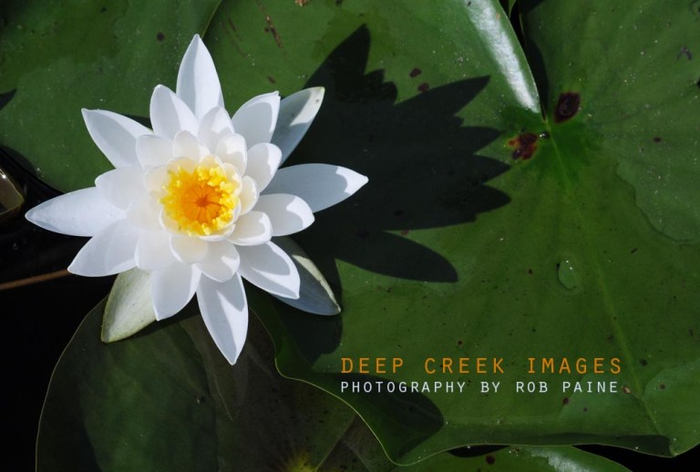  Photo by Rob Paine/Deep Creek Images/Copyright 2017