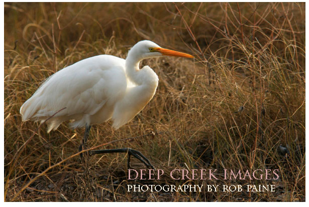 rob-paine-white-egret-chincoteague