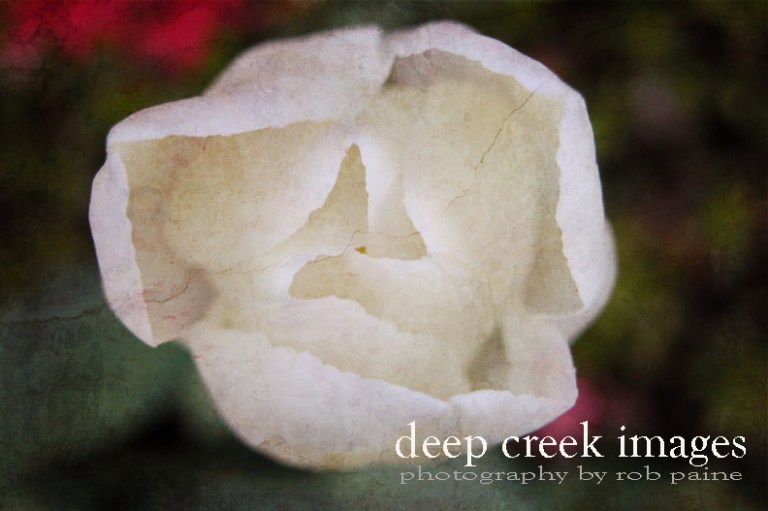 Photo by Rob Paine/Deep Creek Images/Copyright 2017