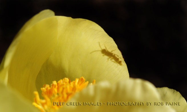 Photo by Rob Paine/Deep Creek Images/Copyright 2017