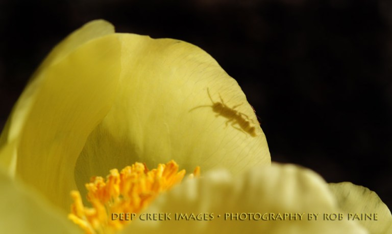 Photo by Rob Paine/Deep Creek Images/Copyright 2017