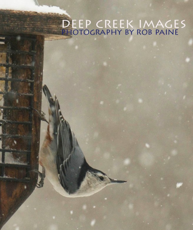   Photo by Rob Paine/Deep Creek Images/Copyright 2017