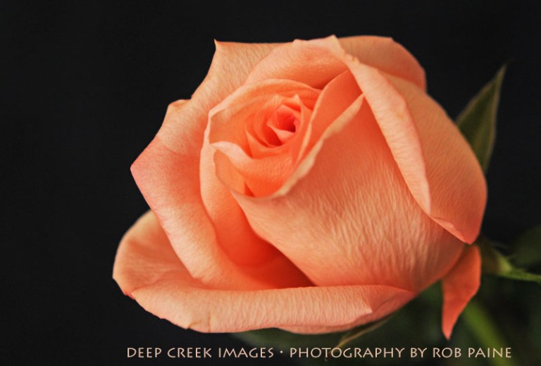   Photo by Rob Paine/Deep Creek Images/Copyright 2017