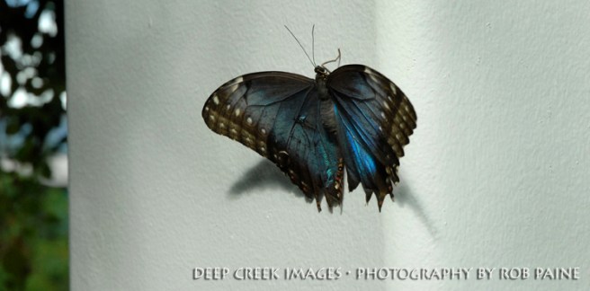 Photo by Rob Paine/Deep Creek Images/Copyright 2017