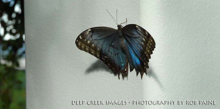 Photo by Rob Paine/Deep Creek Images/Copyright 2017