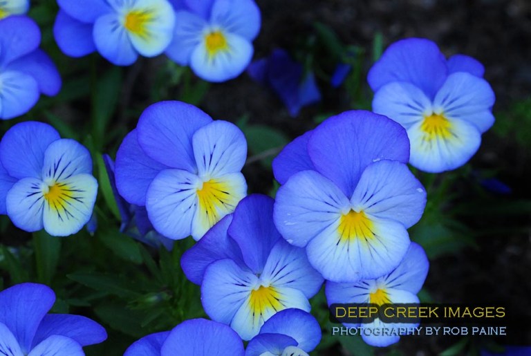 Photo by Rob Paine/Deep Creek Images/Copyright 2017