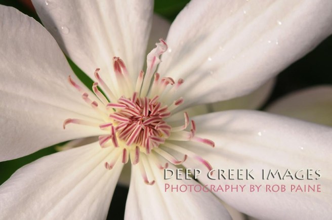 Photo by Rob Paine/Deep Creek Images/Copyright 2017