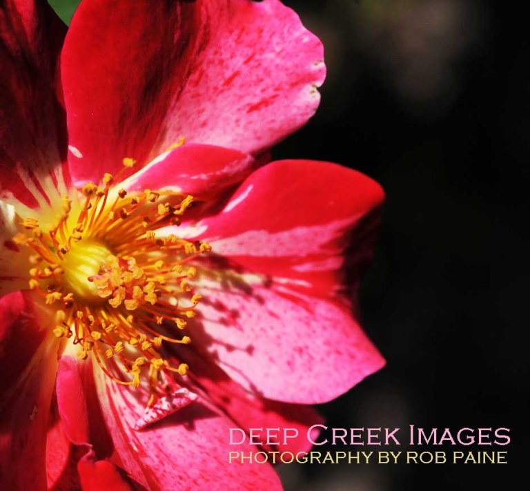   Photo by Rob Paine/Deep Creek Images/Copyright 2017