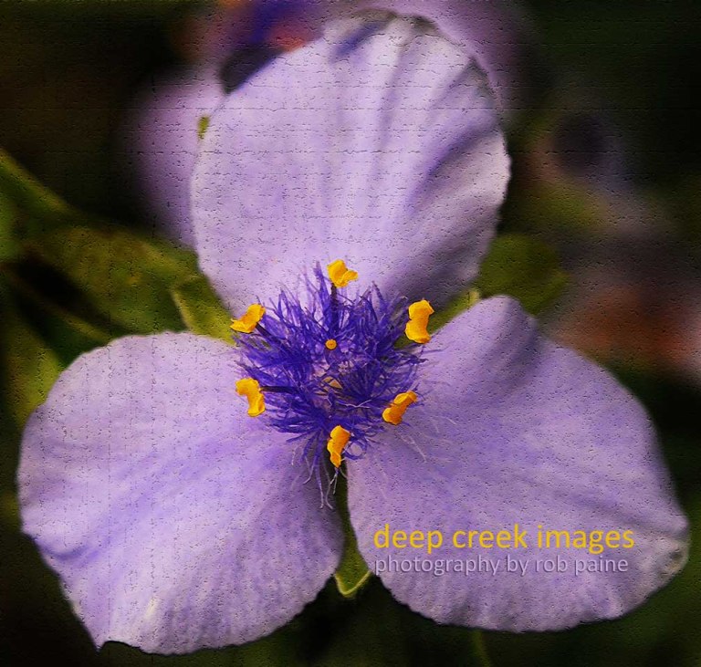   Photo by Rob Paine/Deep Creek Images/Copyright 2017