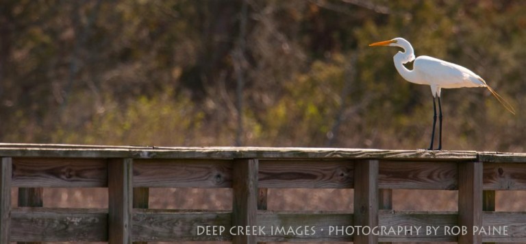 Photo by Rob Paine/Deep Creek Images/Copyright 2017