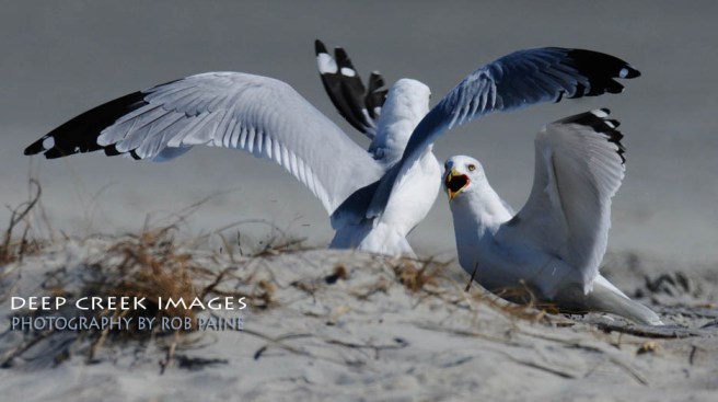 Photo by Rob Paine/Deep Creek Images/Copyright 2017