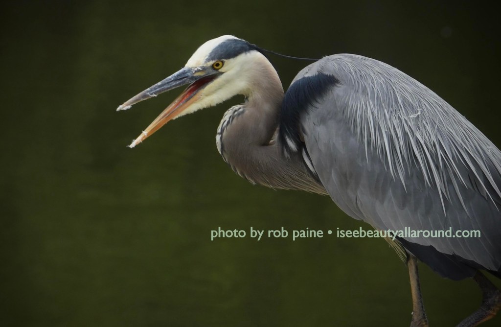 Blue Heron, Fairfax,&nbsp;VA