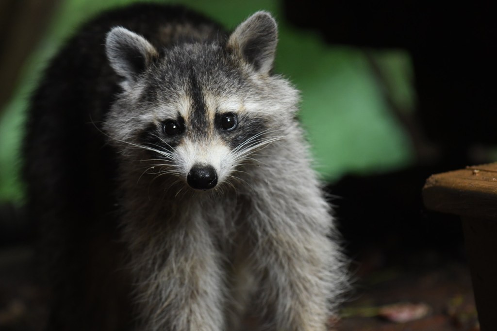 Backyard Beauty in 60&nbsp;Minutes