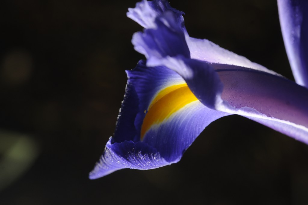 Is it Flower Season Yet?