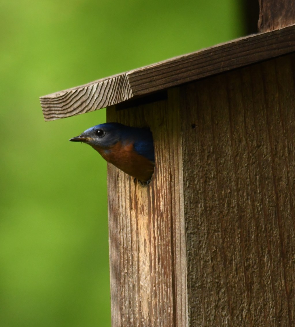 Seeing The Bluebirds of Happiness in These Troubled&nbsp;Times