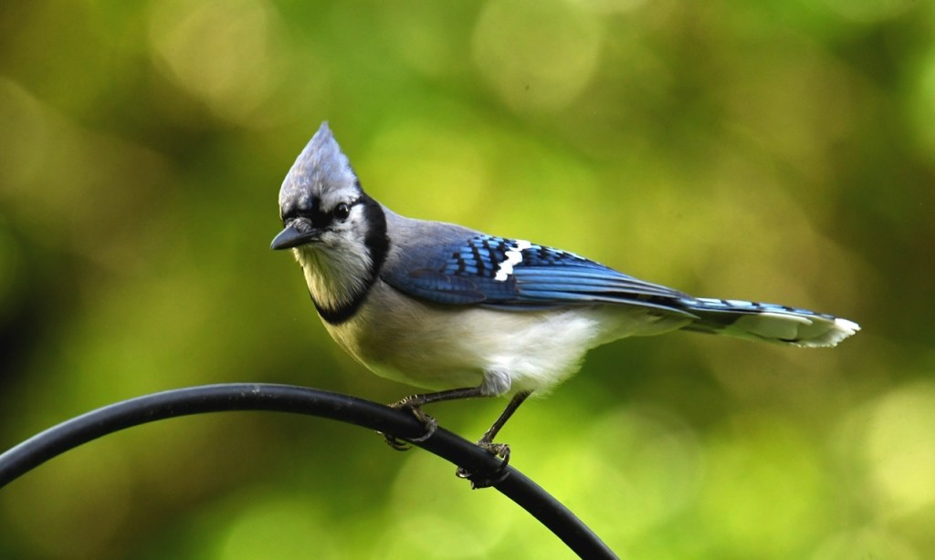 Good Morning Mr. Blue&nbsp;Jay
