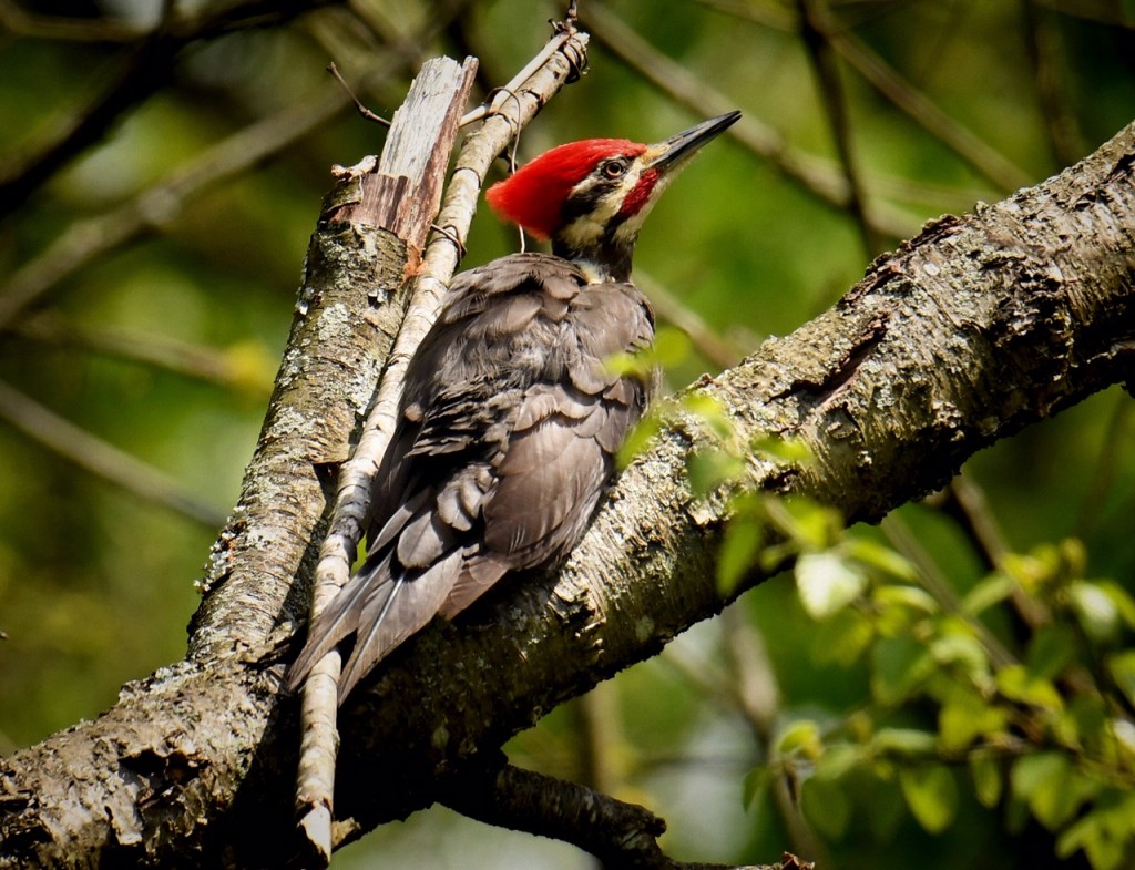 A Pileated Outside My (Home) Office&nbsp;Window