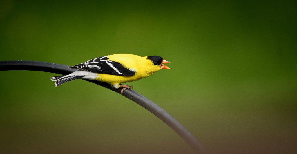 A Goldfinch