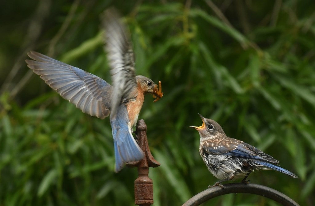 Memorial Day Picnic for Baby&nbsp;Bluebirds