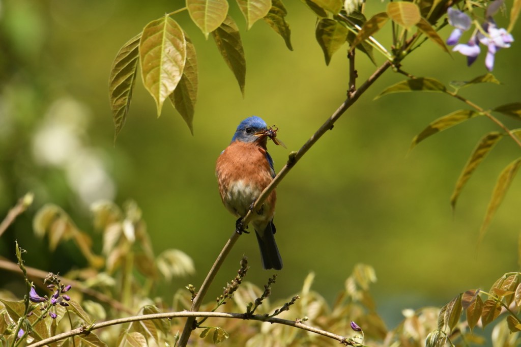 Morning Mouthful for visiting&nbsp;Bluebirds