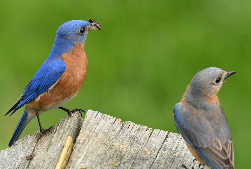 Bluebirds on The Big Day&nbsp;2020